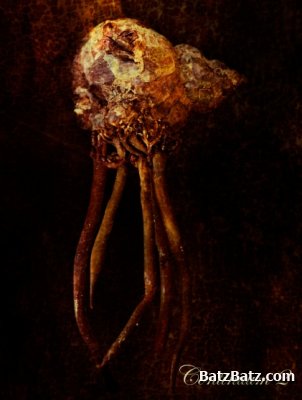 Bass Communion - Discography (2001-2009) Lossless