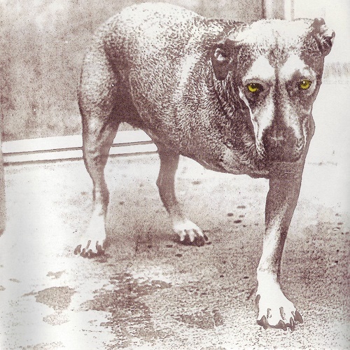 Alice In Chains - Alice In Chains (1995) Lossless